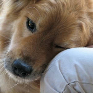 Science Reveals How Your Dog Really Feels About You - ZergNet