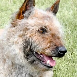 Which Dog Breeds Have Rear Dewclaws: A Handy Guide