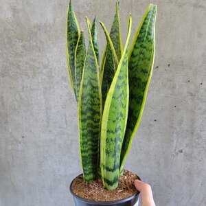 Why You Should Think Twice Before Growing A Snake Plant