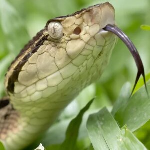 You Don't Want To Meet The Most Dangerous Snake In Real Life