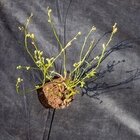 The Soil-Saving Trick Your Raised Garden Bed Needs