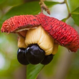 One Bite Of This Vibrant Jamaican Fruit Can Kill You Stone Dead