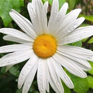 These Eye-Catching Plants Do The Hard Work Of Keeping Fleas Away