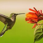 Beautiful Bushes That'll Have Hummingbirds Flocking To Your Yard