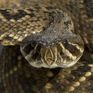 This Dangerous Creature Is A Serious Problem In Georgia