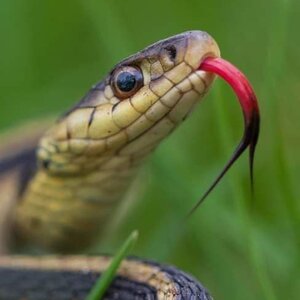Sneaky Things That Are Actually Attracting Snakes To Your Garden