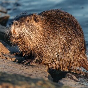 Bizarre Mystery Basket Ingredients On Chopped That Floored Us