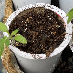 Your Used Coffee Pods Have A Genius Second Purpose