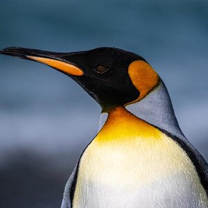 Emperor Penguins Officially Elevated To 'Endangered' Status