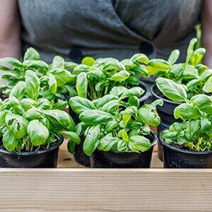 Planting This Next To Your Basil Would Be A Horrible Mistake