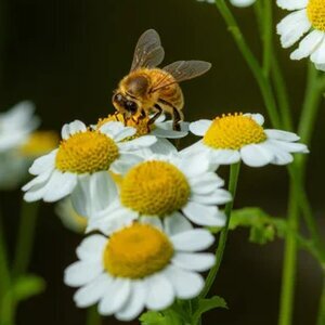 Plant This Easy Herb Once And Watch It Come Back Year After Year