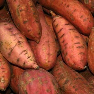 Plant These Veggies Once See Them Thrive Every Year After