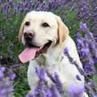 Watch Fleas Disappear When You Put This Plant In Your Yard