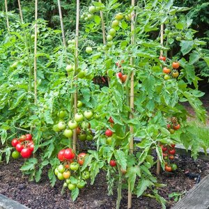Do This And Watch Your Tomato Plants Absolutely Thrive
