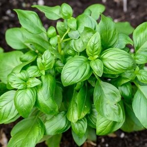 Planting This Anywhere Near Your Basil Would Be Truly Disastrous