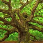 A Few Special Trees Are Under The Protection Of Uncle Sam