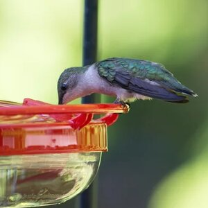Hummingbirds Will Flock To Your Feeder After You Do This