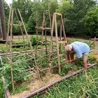 One Small Change Can Transform Your Tomato Plants