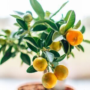 You Can Actually Grow This Fruit Tree Indoors