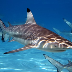 Thousands Of Sharks Are Migrating Off The Florida Coast