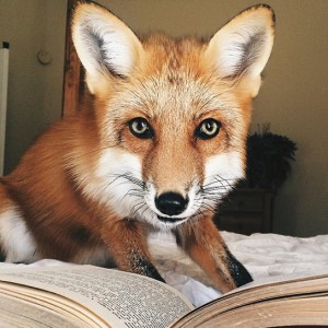 Pet Fox Adorably Fails At Trying To Attack Bed