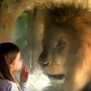 Huge Lion Freaks Out After Little Girl Blows a Kiss at Zoo