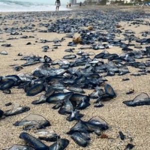 Thousands Of Jellyfish Pack Florida Beach - ZergNet